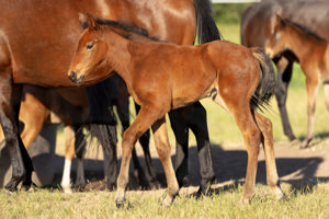 Breednet Gallery - Tiger Of Malay Barador Stud