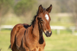 Breednet Gallery - Headwater Barador Stud