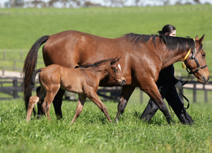 Breednet Gallery - Artorius Newgate Farm, NSW