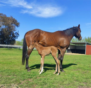 Breednet Gallery - Aysar Geisel Park Stud, WA