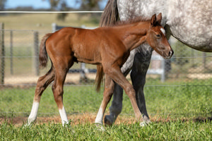 Breednet Gallery - Harry Angel (Ire) Glenbeigh Farm