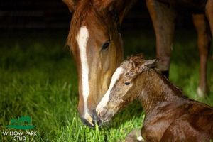 Breednet Gallery - Justify (USA) Willow Park Stud, NSW