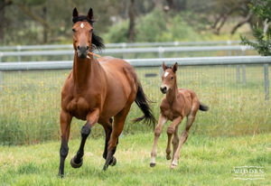 Breednet Gallery - Bellevue Hill Widden Stud for BEM Bloodstock