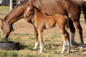 Breednet Gallery - King's Legacy Barador Stud