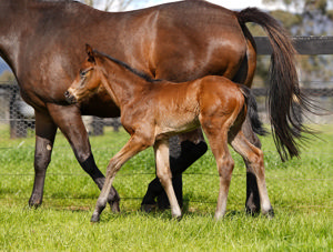 Breednet Gallery - Best Of Bordeaux Coolmore Stud