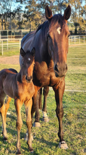 Breednet Gallery - Bivouac Stanley River Thoroughbreds,  Queensland