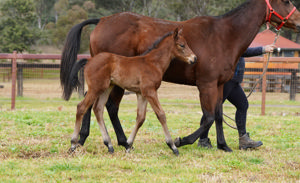 Breednet Gallery - Best of Bordeaux Baramul Stud, NSW