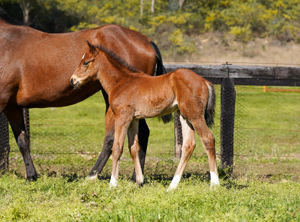 Breednet Gallery - Best of Bordeaux Baramul Stud, NSW