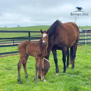 Breednet Gallery - Best of Bordeaux Bowness Stud, NSW