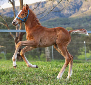 Breednet Gallery - Best of Bordeaux Willow Park Stud, NSW