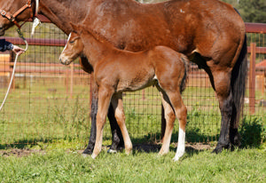 Breednet Gallery - Best of Bordeaux Baramul Stud, NSW