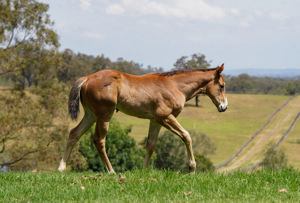 Breednet Gallery - Best Of Bordeaux Middlebrook Valley Lodge