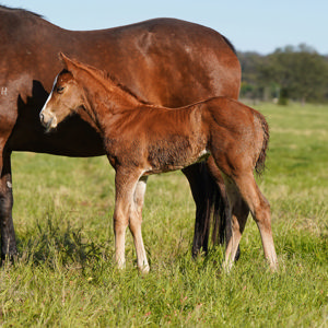 Breednet Gallery - Best Of Bordeaux Riversdale Farm