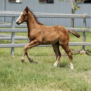 Breednet Gallery - Best Of Bordeaux Embrook Stables, Qld