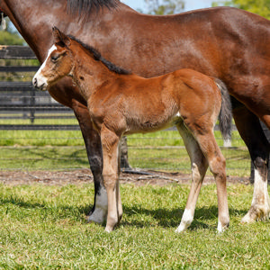 Breednet Gallery - Best Of Bordeaux Torryburn Stud