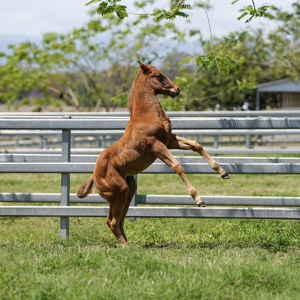 Breednet Gallery - Best Of Bordeaux Embrook Stables, Qld