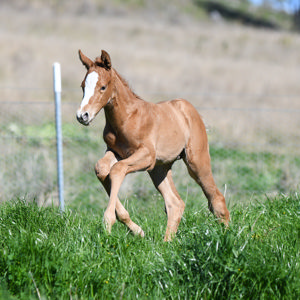 Breednet Gallery - Best Of Bordeaux Warrah Park