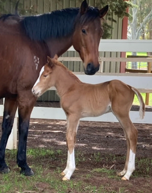 Breednet Gallery - Bondi Lynward Park Stud, WA