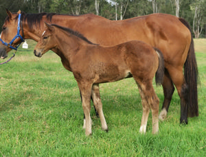 Breednet Gallery - Pierata Davali Thoroughbreds, NSW 