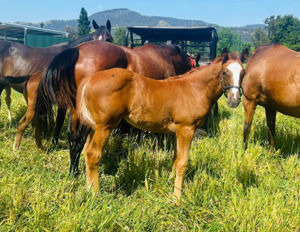 Breednet Gallery - Brave Smash (Jpn) Emirates Park, NSW