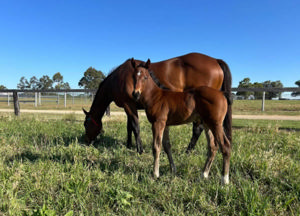 Breednet Gallery - Brave Smash (Jpn) Yarraman Park, NSW