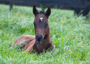 Breednet Gallery - Ardrossan Pencarrow Stud, NZ