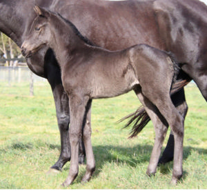 Breednet Gallery - Bruckner Stockwell Thoroughbreds, Vic