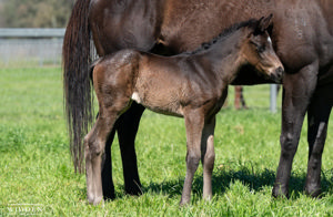 Breednet Gallery - Bruckner Otimo Bloodstock, Vic