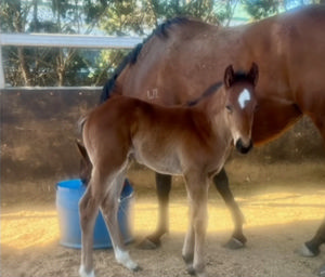 Breednet Gallery - Better than Ready  Maguire Breeding and Racing, Qld