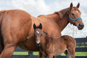 Breednet Gallery - Better than Ready  Cambridge Stud, NZ