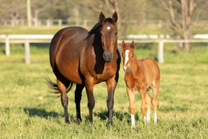 Breednet Gallery - Admire Mars (Jpn) Barador Stud