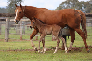 Breednet Gallery - Hitotsu Mullaglass Stud, NSW