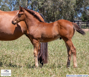 Breednet Gallery - Capitalist Sledmere Stud for United Syndications