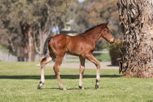 Breednet Gallery - Capitalist Twin Hills Stud, NSW