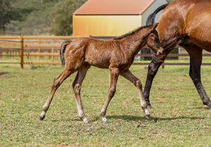 Breednet Gallery - Best of Bordeaux Baramul Stud, NSW