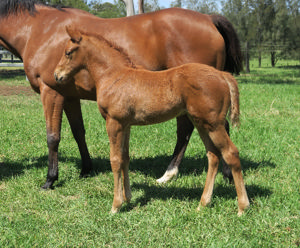 Breednet Gallery - Captivant Davali Thoroughbreds, NSW 