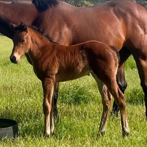 Breednet Gallery - Captivant Bred by Scott McQueen.