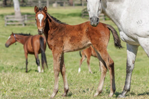 Breednet Gallery - Captivant Twin Hills Stud, NSW