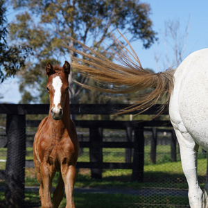 Breednet Gallery - Castelvecchio Coolmore Stud