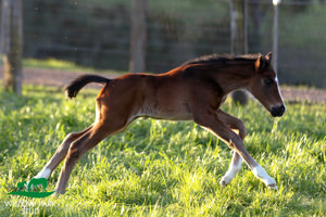 Breednet Gallery - Better than Ready  Willow Park Stud, NSW