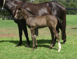 Breednet Gallery - Trapeze Artist Davali Thoroughbreds, NSW 