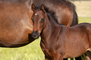 Breednet Gallery - Anamoe Glenbeigh Farm