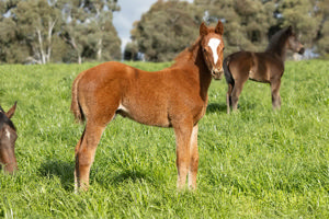 Breednet Gallery - Churchill (IRE) Twin Hills Stud, NSW