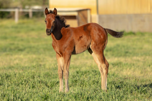 Breednet Gallery - Profiteer Barador Stud