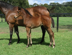 Breednet Gallery - Capitalist Davali Thoroughbreds, NSW 