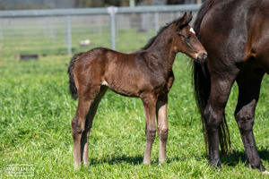 Breednet Gallery - Zoustar Widden Stud, NSW