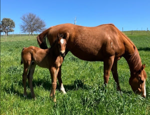 Breednet Gallery - Cool Aza Beel BEM Bloodstock, NSW