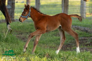 Breednet Gallery - Capitalist Willow Park Stud, NSW