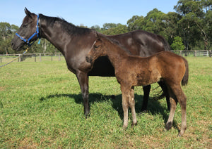 Breednet Gallery - Wild Ruler Davali Thoroughbreds, NSW 