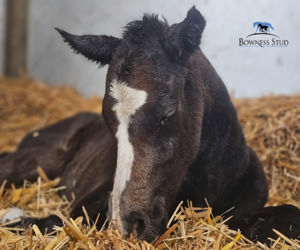 Breednet Gallery - D'Argento Bowness Stud, NSW